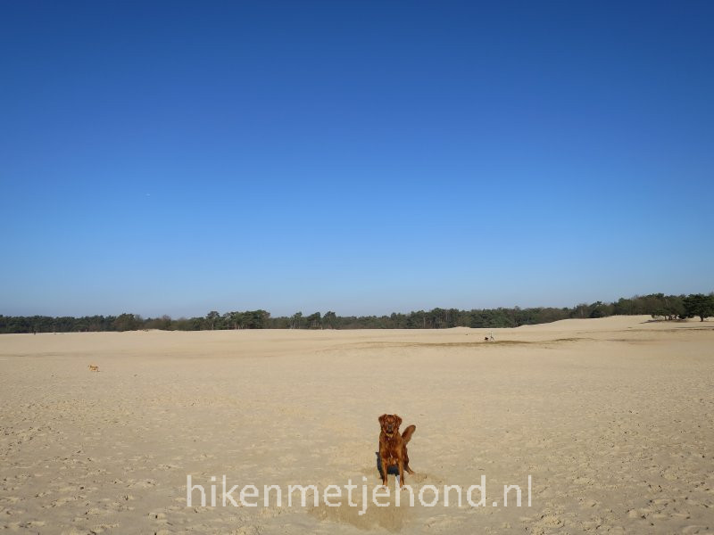 Eindeloze zandvlakte in losloopgebied Soesterduinen
