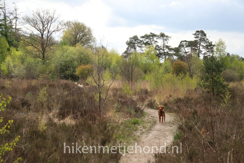 Hond los Drents Friese Wold Hiken met je hond