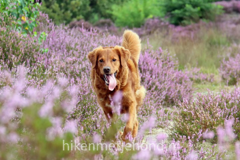 Hond los Holtingerveld Drenthe Hiken met je hond