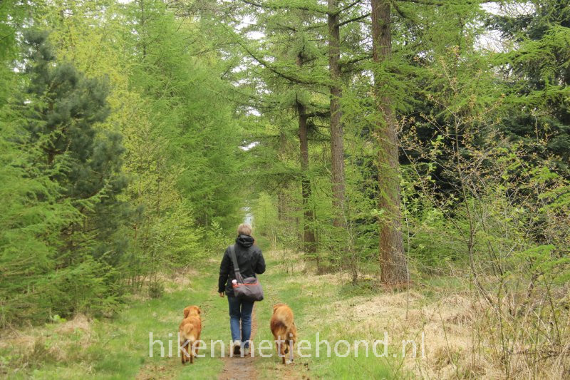 Hond los Hondsrug Drenthe Hiken met je hond