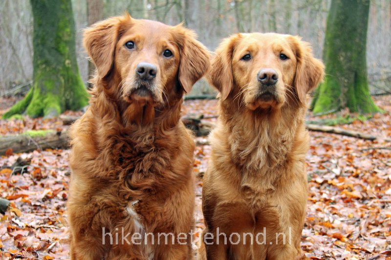 Hiken met je hond golden retrievers Aagje en Eefje