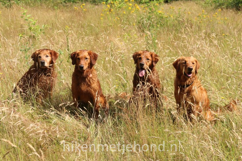 Partners Hiken met je hond vier golden retrievers