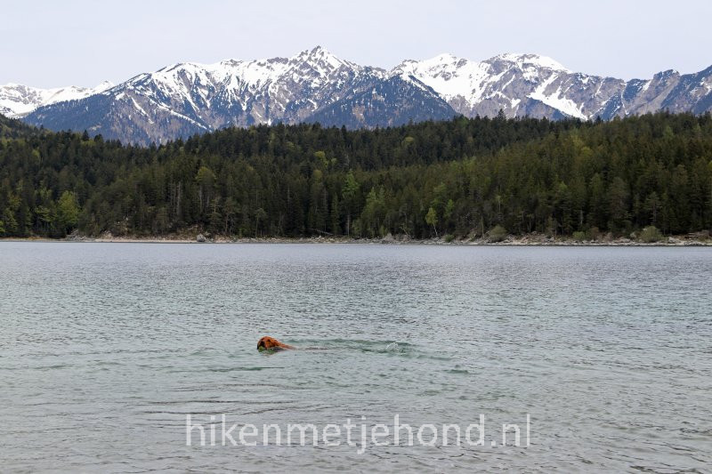 Zwemmen met je hond in de Eibsee in Duitsland