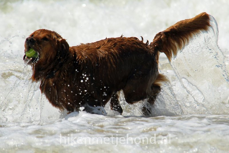 Hond los op het strand van IJmuiden