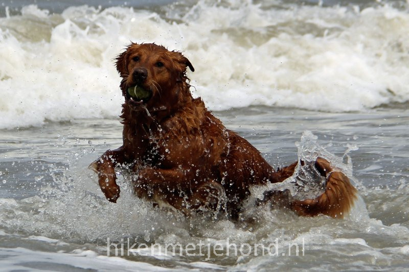 Hond los op het strand Kijkduin
