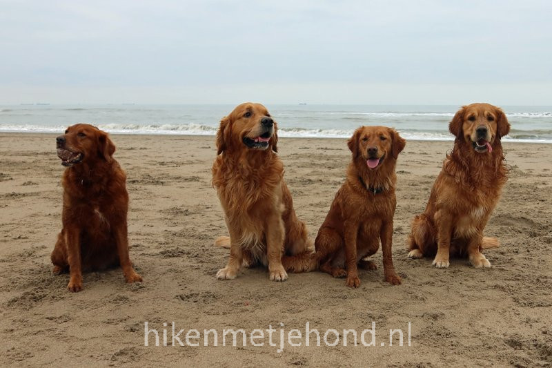 Hond los op het strand van Noordwijk
