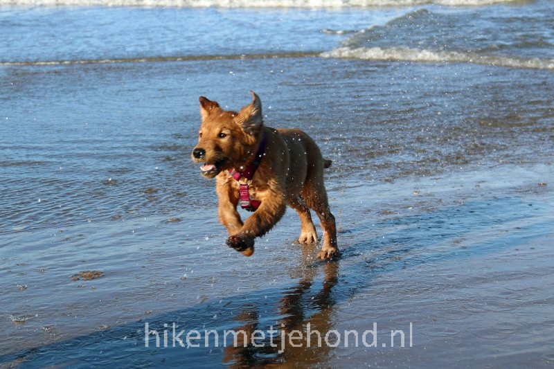 Hond los op het strand van Rockanje