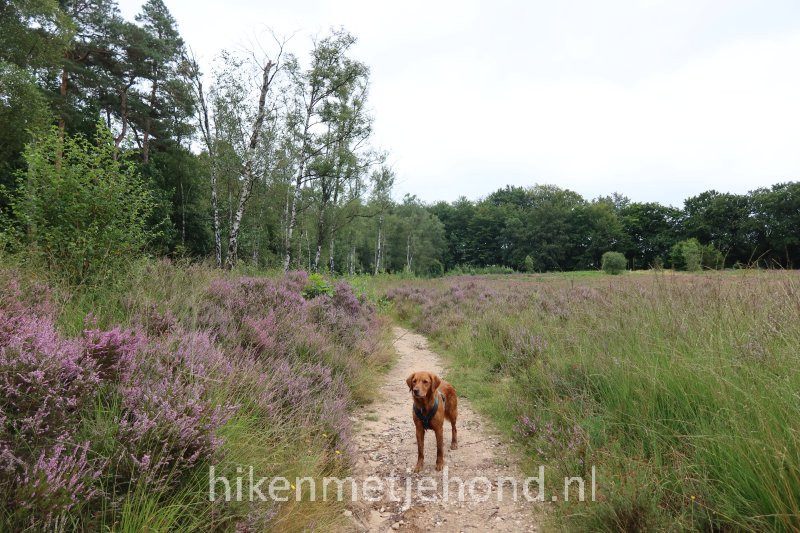 Hond en bloeiende heide in het Bilderbergbos in Oosterbeek