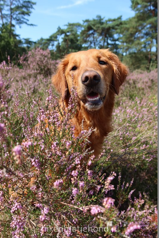 Golden Retriever in de bloeiende heide in Oosterbeek