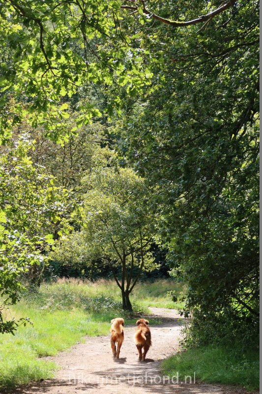 Hond los in het Bilderbergbos in Oosterbeek