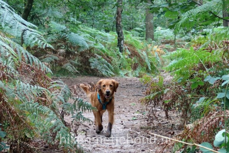 Wandelen Met De Hond Los