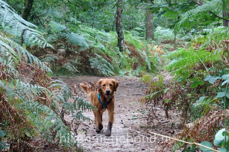 Hond los in Oosterbeek