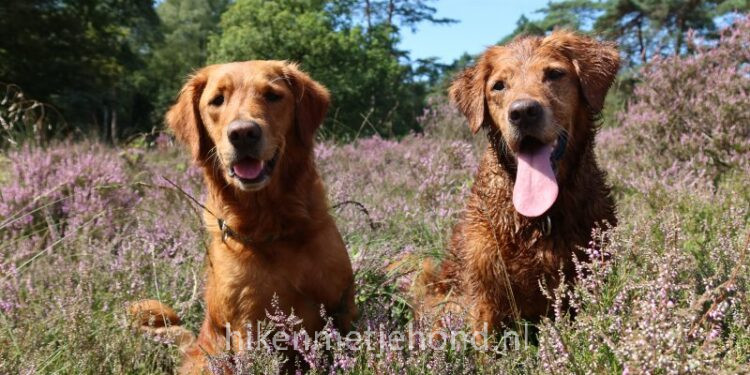 Heerlijk wandelen met je hond los in Oosterbeek