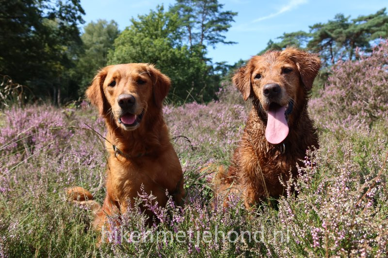 Honden op bloeiende heide Oosterbeek