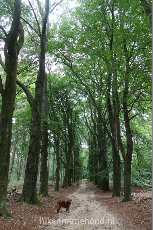 Losloopgebied Bilderbergbos Oosterbeek