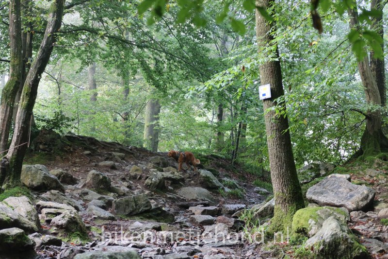 Hiken met je hond Blauwe route Vallon du Ninglinspo