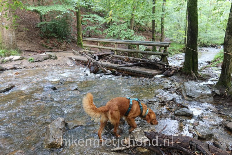 Hond met bruggetje over de Ninglinspo ontoegankelijk