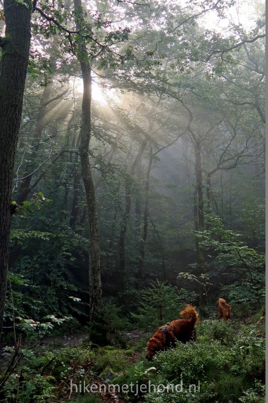 Magisch licht in de Belgische Ardennen