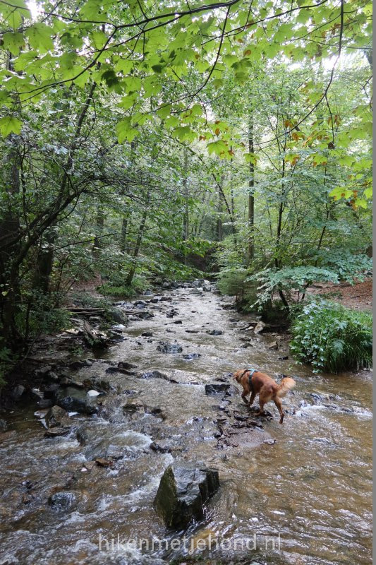 Hond in kabbelend beekje in de Belgische Ardennen