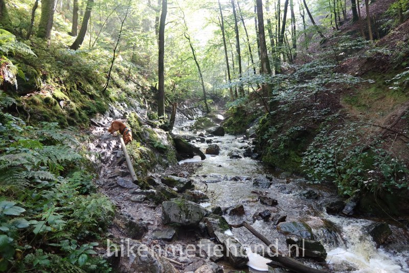 Hond Vallei Ninglinspo Belgische Ardennen