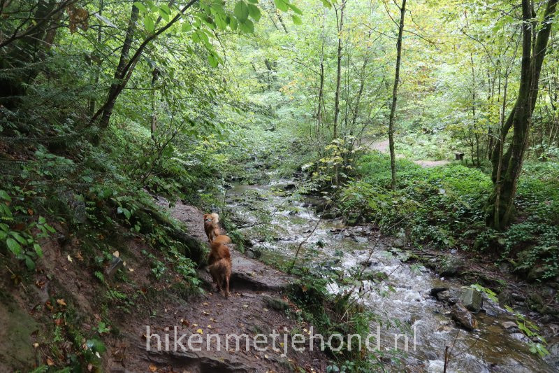 Honden langs de Ninglinspo