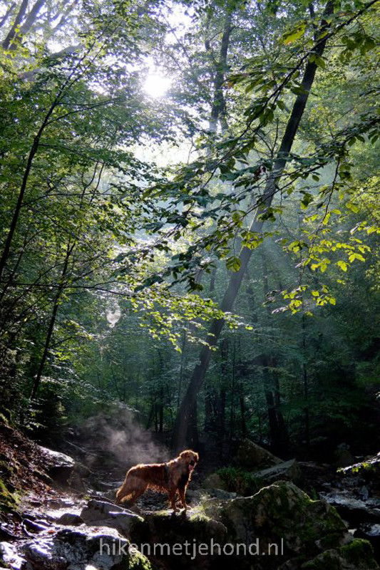 Hond in magisch licht in de vallei van Ninglinspo