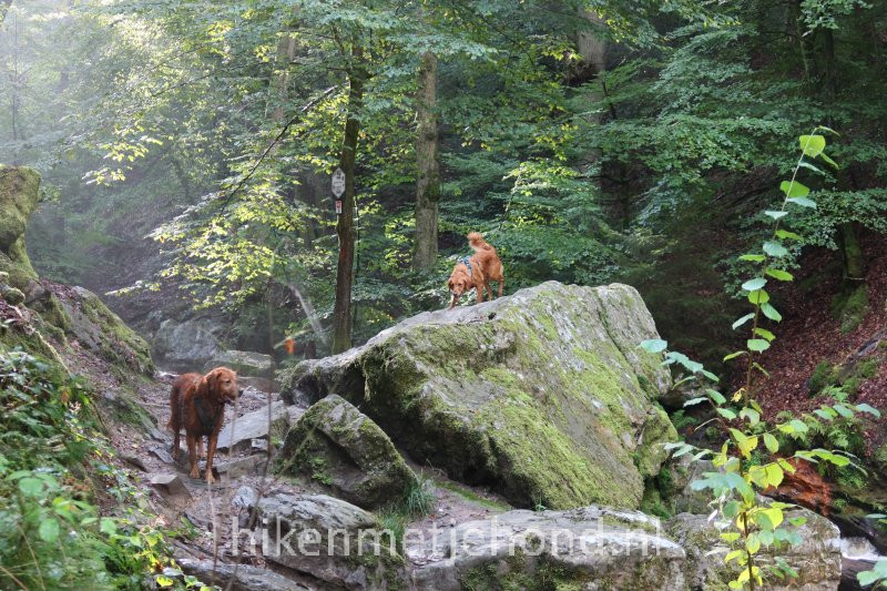 Honden op rotsen in de Vallei van Ninglinspo