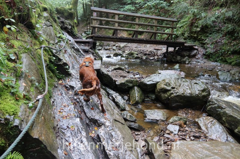 Hond tijdens uitdagende wandeling langs de afgrond