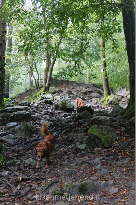 Honden in de Vallei van de Ninglinspo