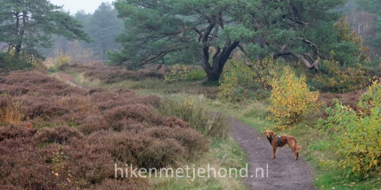 Boomplanterstocht in de Schoorlse Duinen met hond