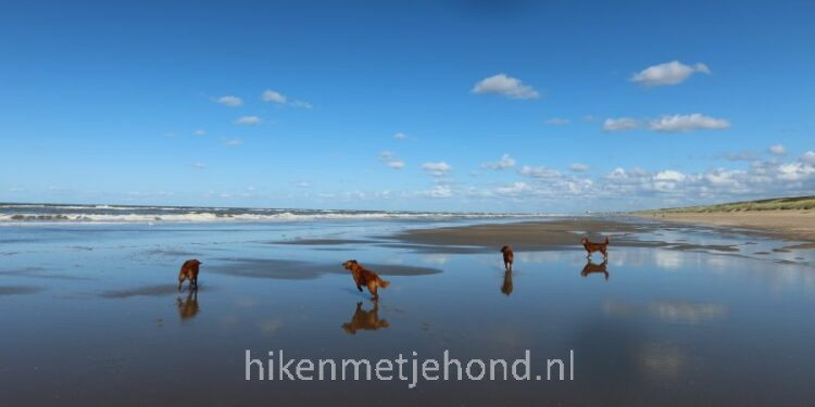 Je hond los op de stranden van Schoorl, Bergen en Egmond