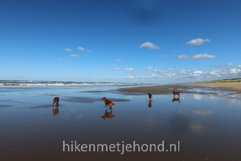 Hiken met je hond Hond los op strand Schoorl