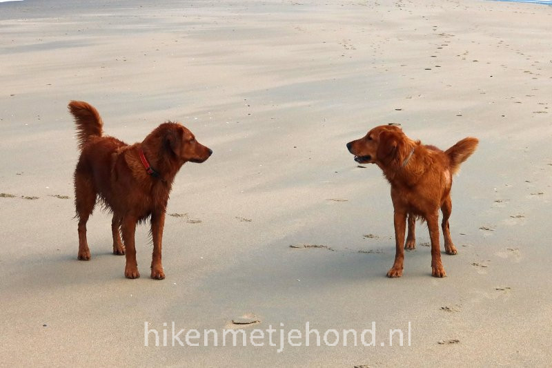 Hiken met je hond Hond los op strand Egmond