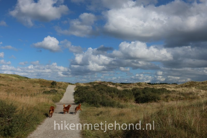 Hiken met je hond Hond los duinen Bergen