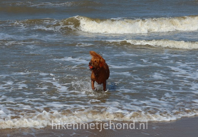 Hond los in Schoorl Bergen aan Zee en Egmond aan Zee