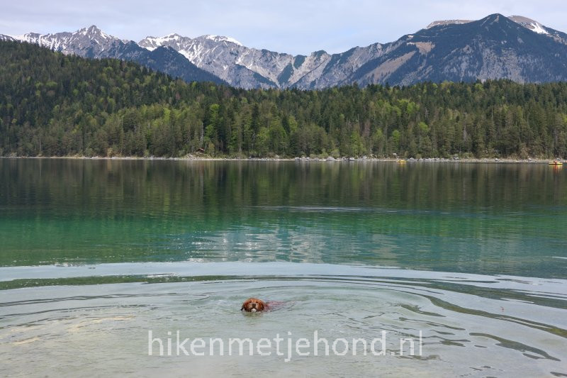 Hiken met je hond Zwemmen in de Eibsee