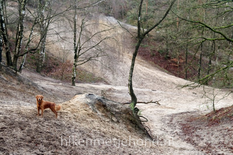 Hellendoornse Berg wandelen met hond
