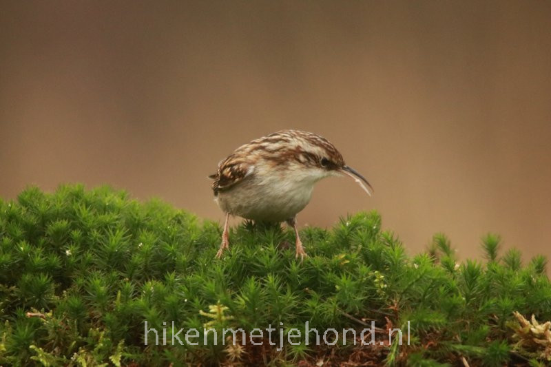Hiken met je hond Sallandse Heuvelrug