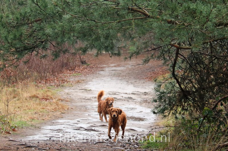Hiken met je hond Kattebos