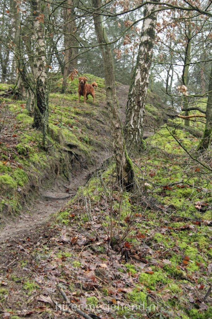 Sallandse Heuvelrug met hond