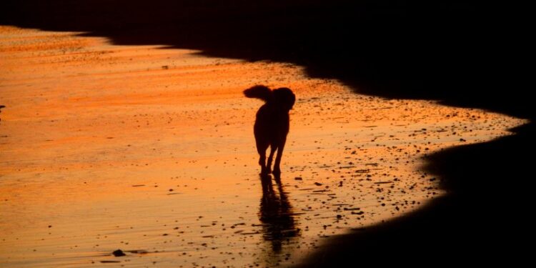 Met je hond naar waddeneiland Vlieland