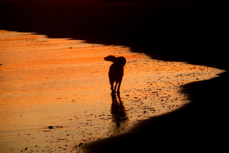 Hondvriendelijke stranden Vlieland