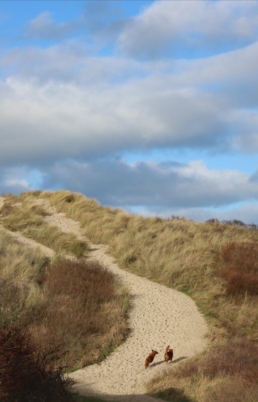 Met je hond naar Vlieland
