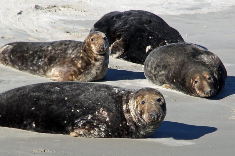 Hiken met je hond Ameland