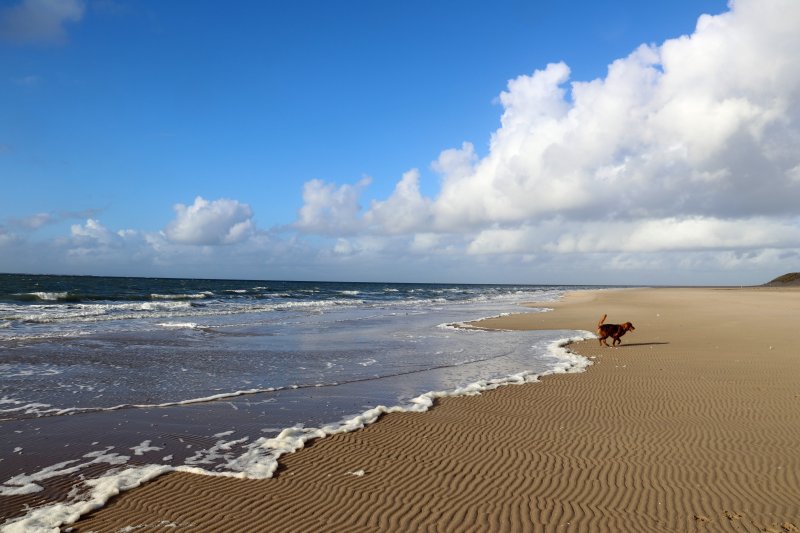 Met je hond naar Ameland