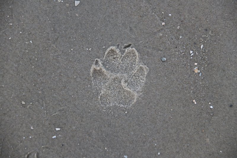 Met je hond naar het strand op Ameland